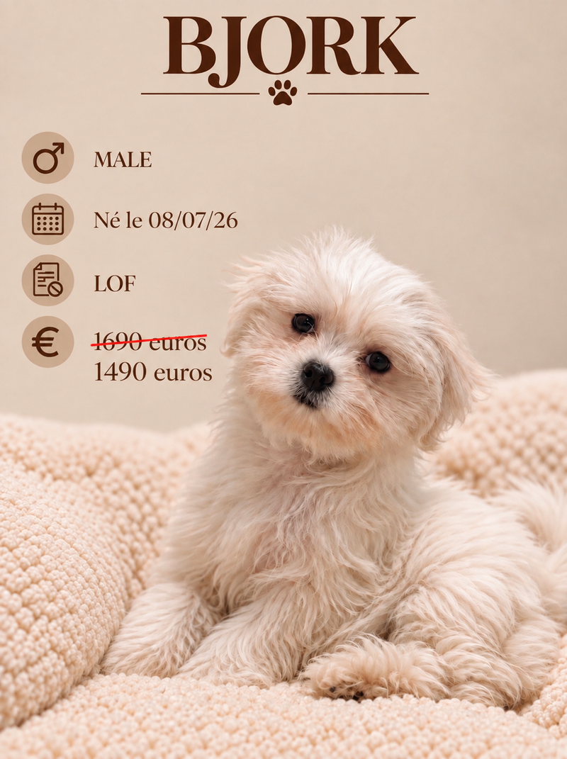 Nos Bichon Maltais