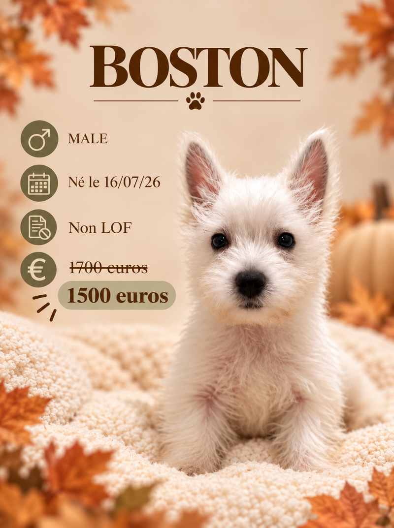 Nos Westie