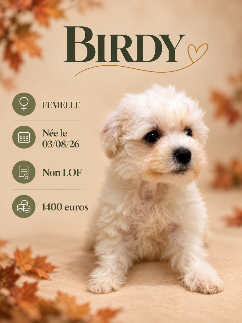 Nos Bichon Frisé