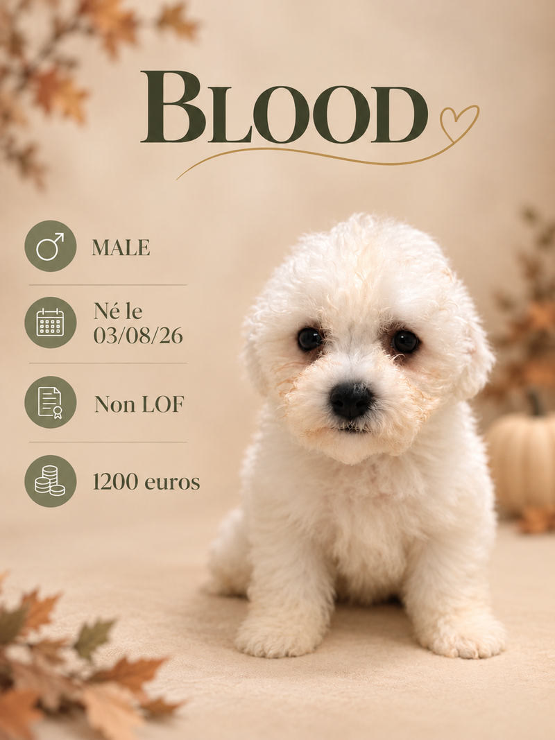 Nos Bichon Frisé