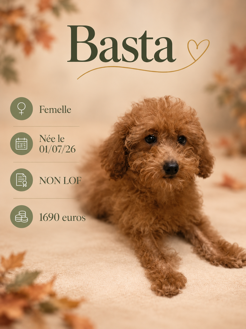 Nos Caniche Nain