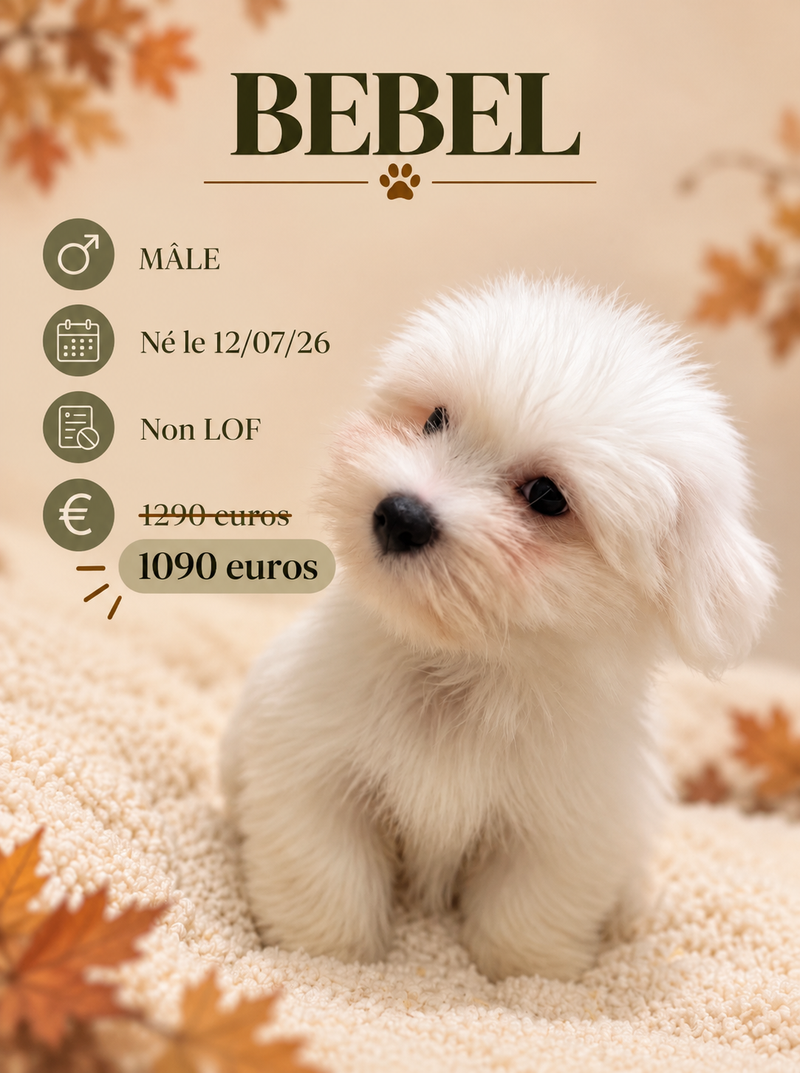 Nos Coton de Tuléar