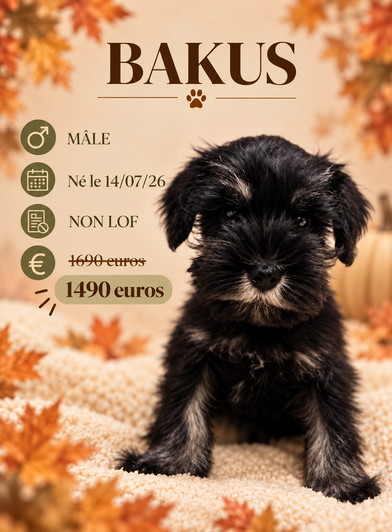 Nos Schnauzer Nain