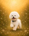 LE BICHON FRISE 