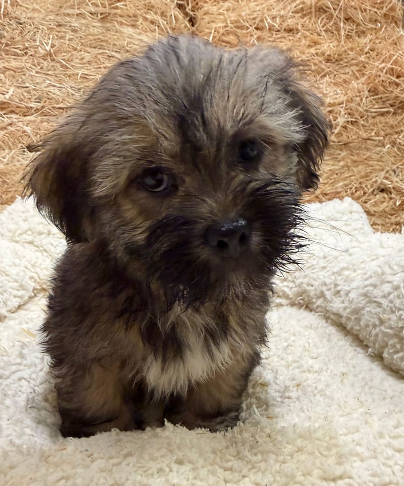 Buddy, Mâle, 08/08/26, LOF, 990 euros