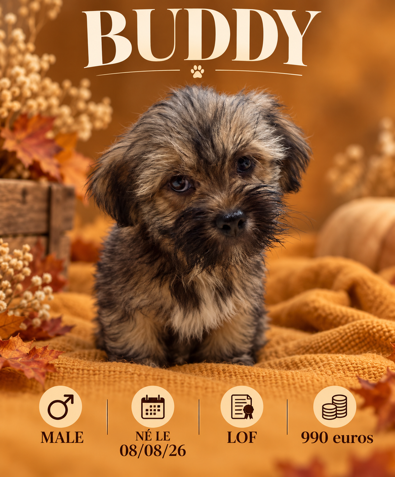 Nos Lhassa Apso