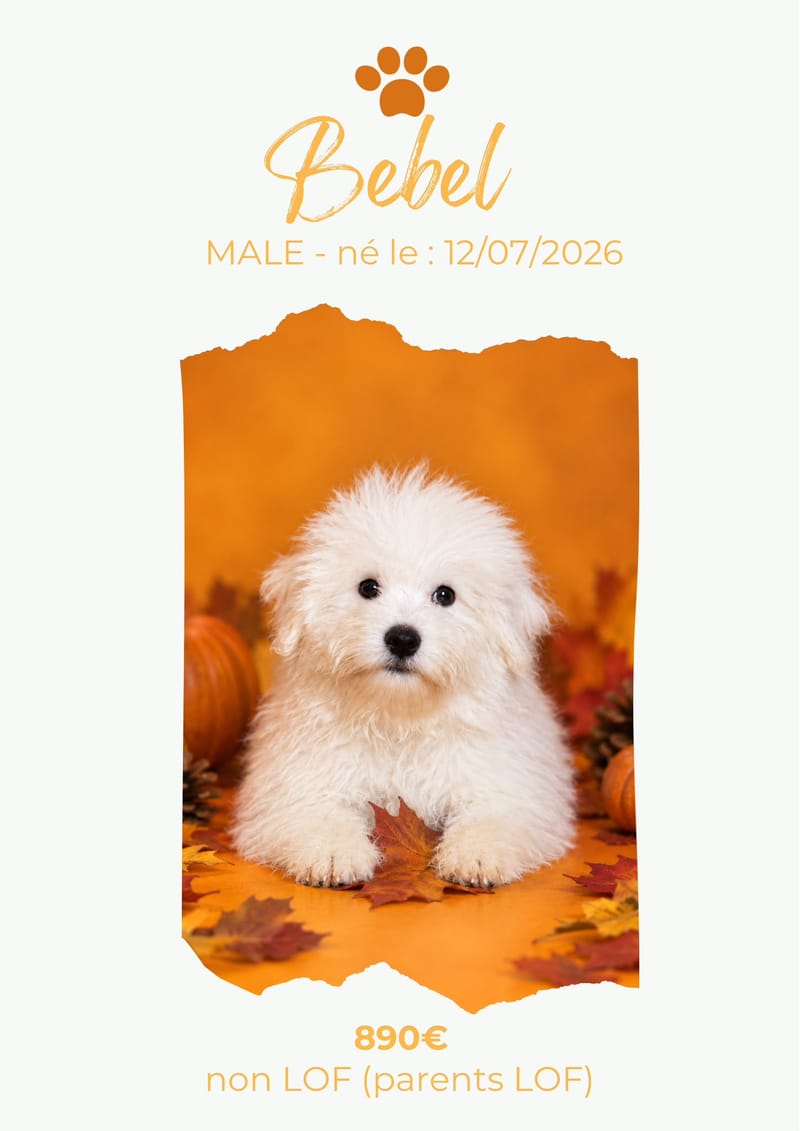 LE COTON DE TULEAR