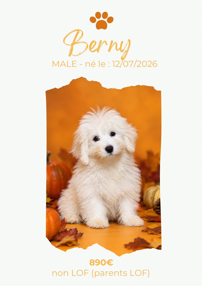 LE COTON DE TULEAR