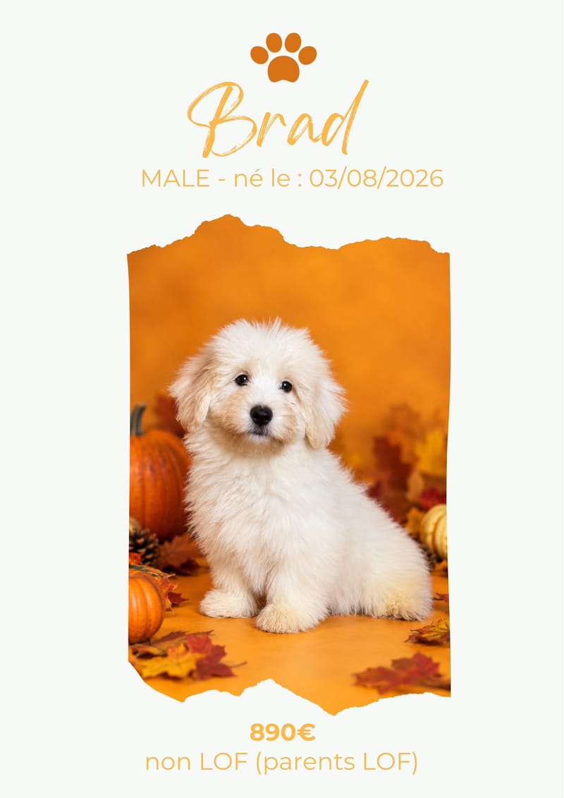 LE COTON DE TULEAR