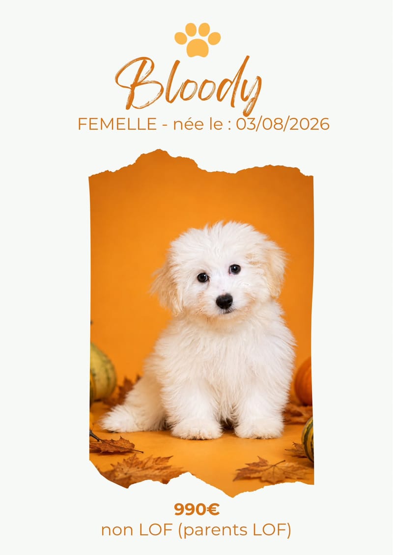 LE COTON DE TULEAR