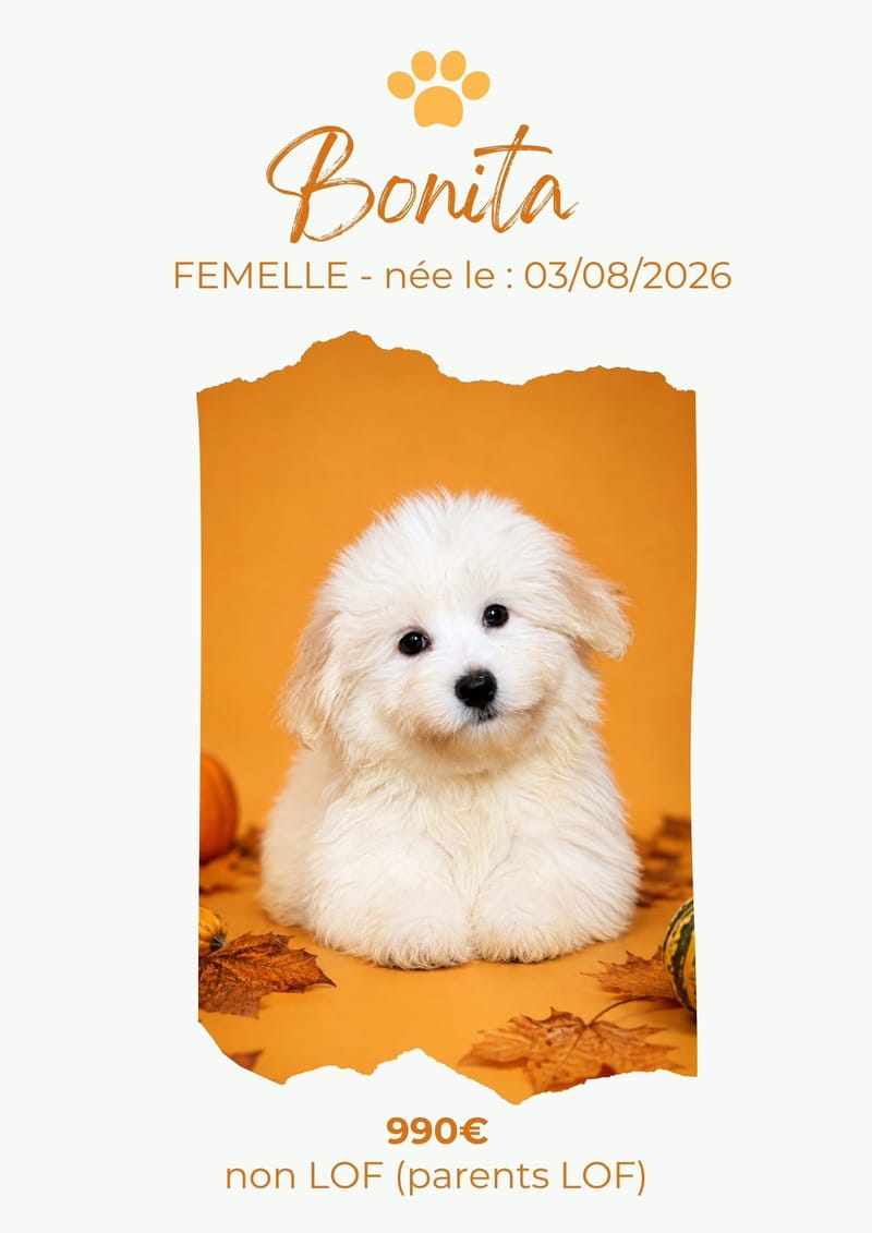 LE COTON DE TULEAR