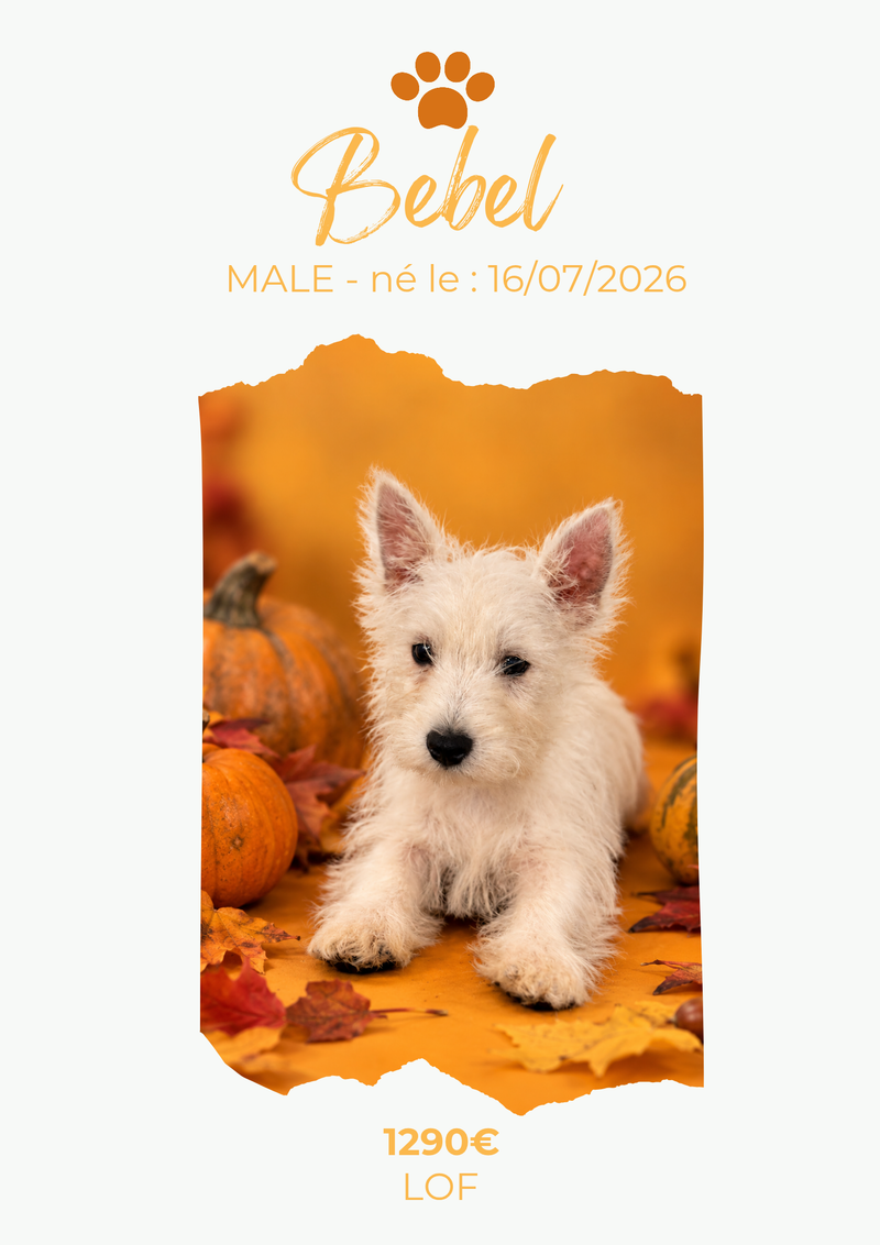 LE WESTIE