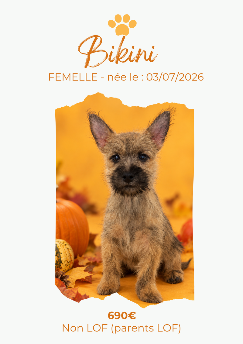 LE CAIRN TERRIER