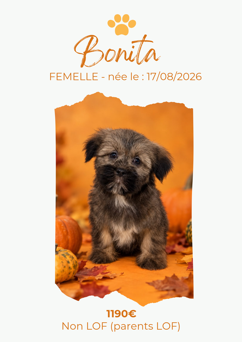 LE LHASSA APSO
