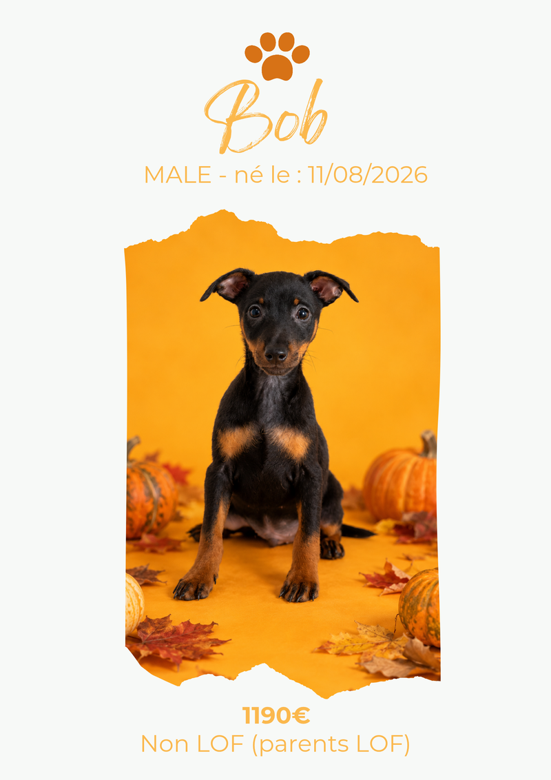 LE PINSCHER NAIN