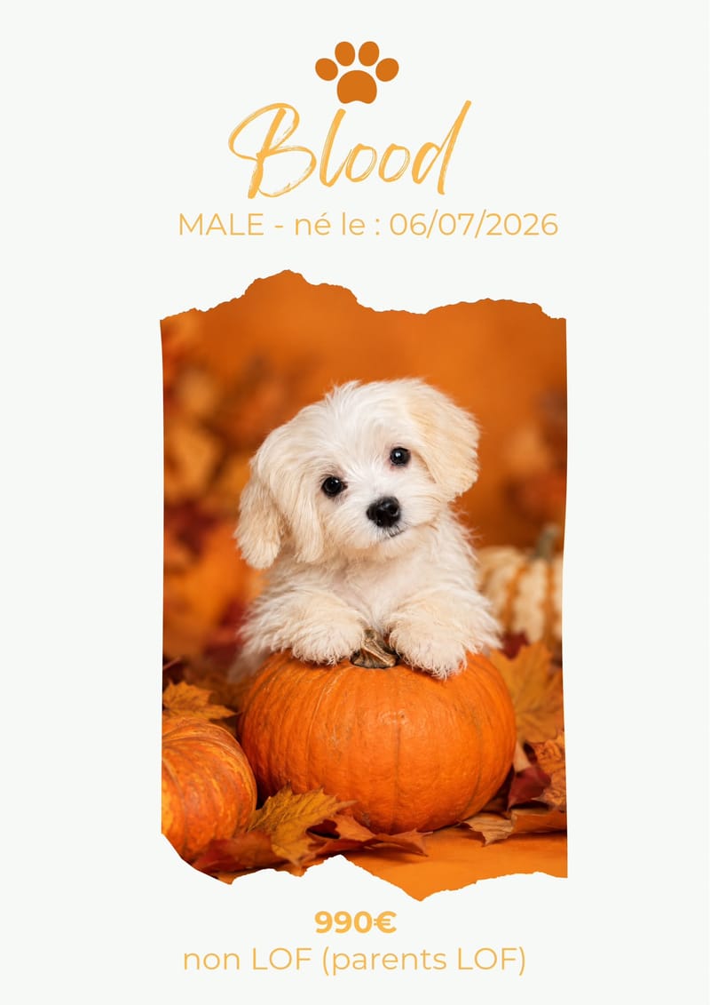 LE BICHON MALTAIS