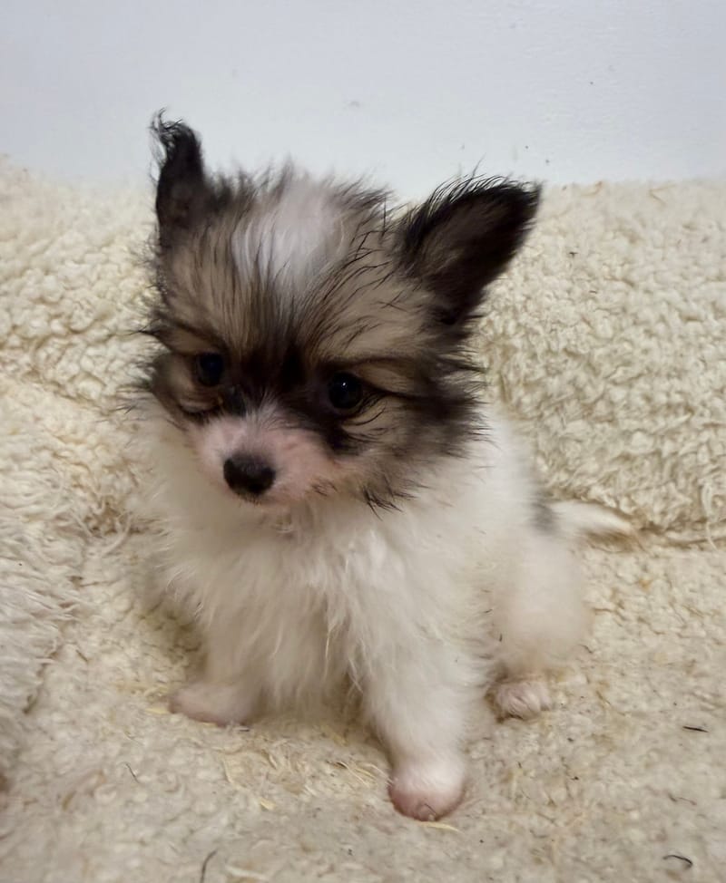 Nos Epagneul Papillon