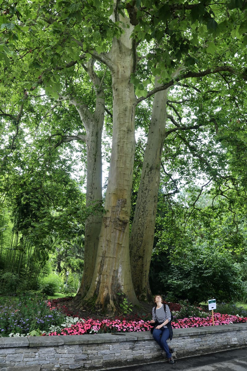 7. ALLEMAGNE 4 : LAC DE CONSTANCE, Berlingen, Ile de Mainau, Uhldingen (Bodensee)