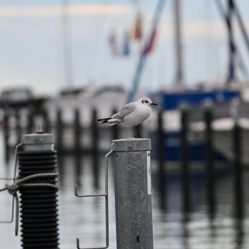 7. ALLEMAGNE 4 : LAC DE CONSTANCE, Berlingen, Ile de Mainau, Uhldingen (Bodensee)