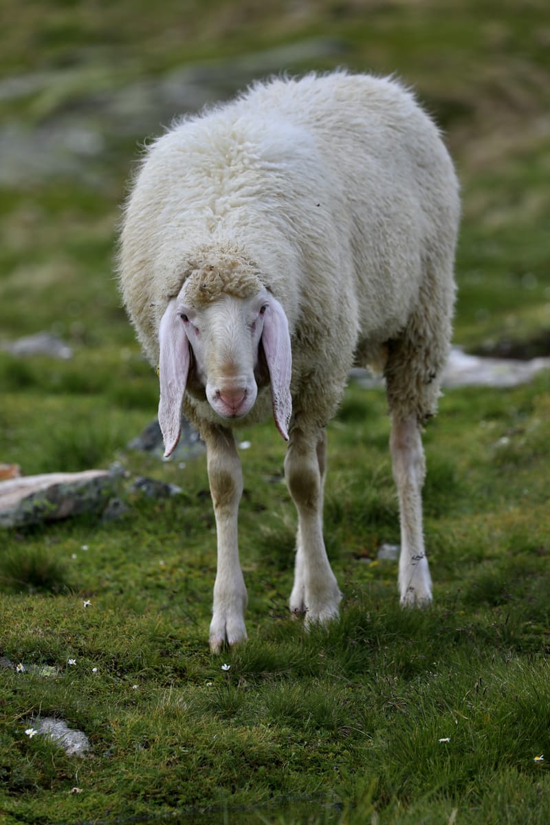 9. AUTRICHE : Route de la Silvettra (Voralberg), Partenen, Ischgl, Kaunertal, GurgelHoch