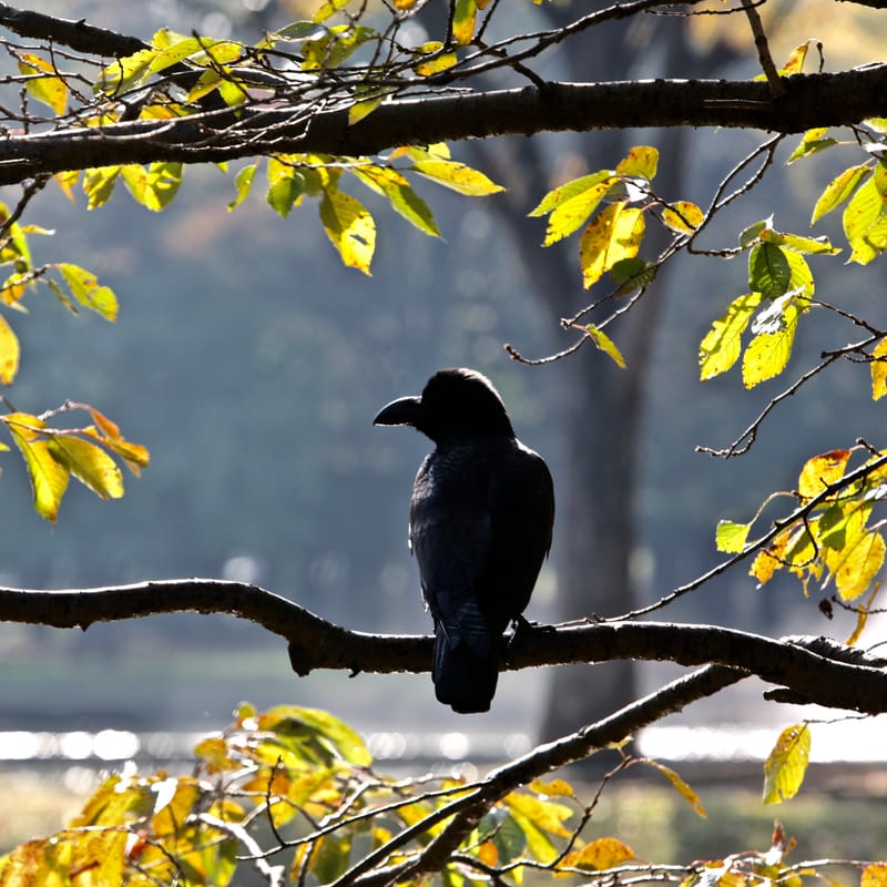 2. TOKYO : Shibuya, Parc Yoyogi et Sanctuaire Meiji
