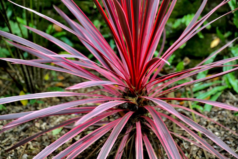 BRETAGNE 2020 : 4. En bateau à l'île de Batz, Roscoff
