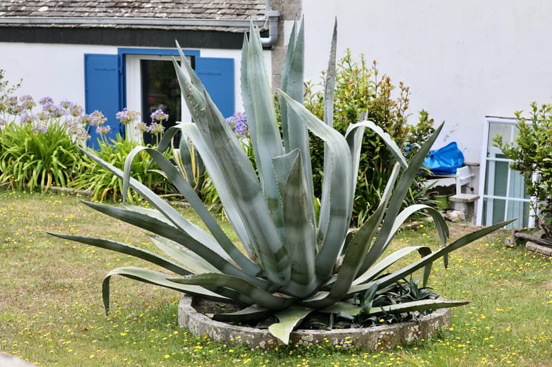 BRETAGNE 2020 : 4. En bateau à l'île de Batz, Roscoff