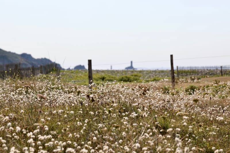 BRETAGNE 2020 : 3. Presqu'île de Crozon, Douarnenez, Pointe de Pen-Hir/du Van, Baie des Trépassés et Pointe du Raz (HRZ)