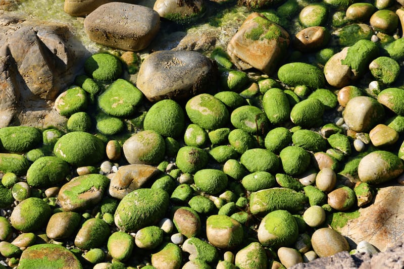 BRETAGNE 2020 : 3. Presqu'île de Crozon, Douarnenez, Pointe de Pen-Hir/du Van, Baie des Trépassés et Pointe du Raz (HRZ)