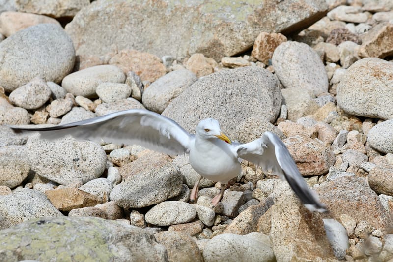 BRETAGNE 2020 : 6. Les Insolites