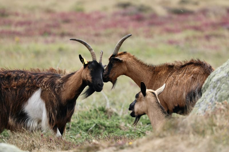 BRETAGNE 2020 : 6. Les Insolites