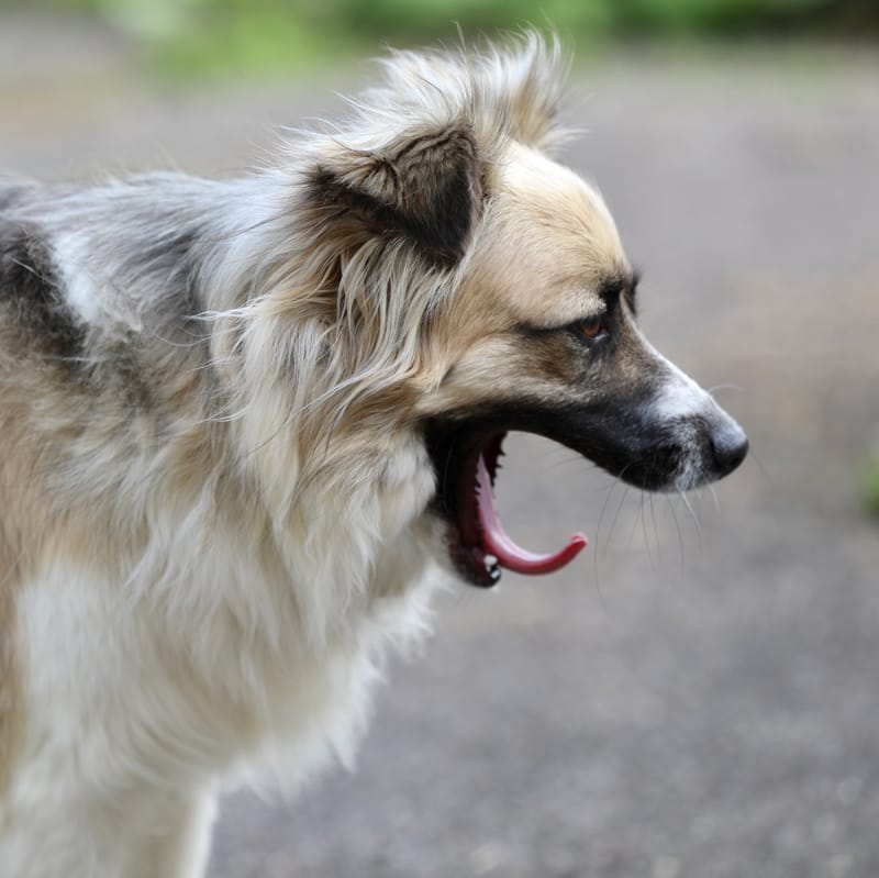 BRETAGNE 2020 : 6. Les Insolites