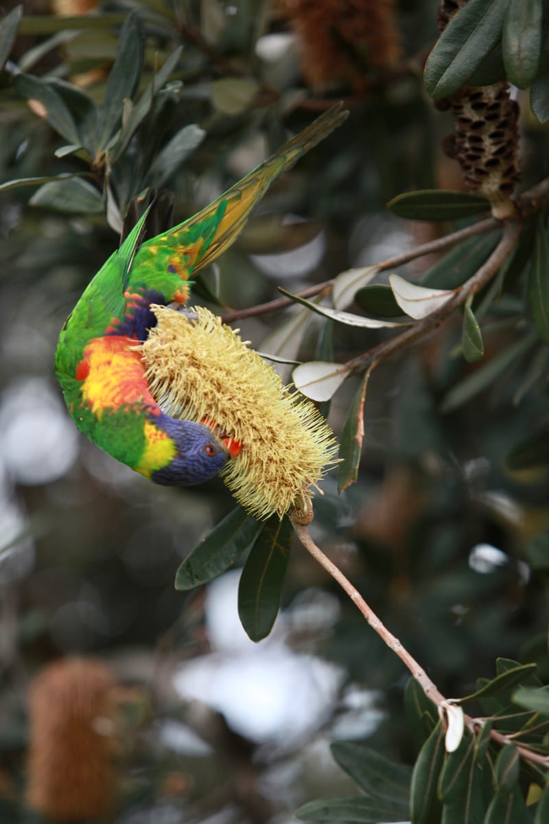 Banlieue de Sydney : Bondi Beach, Mainly, falaises de Vaucluse