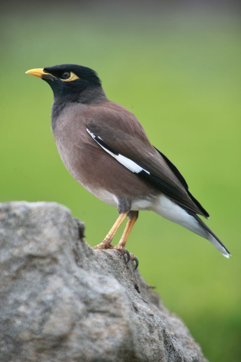 Banlieue de Sydney : Bondi Beach, Mainly, falaises de Vaucluse