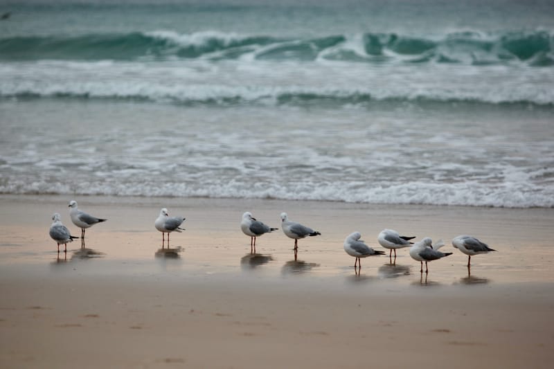 Banlieue de Sydney : Bondi Beach, Mainly, falaises de Vaucluse