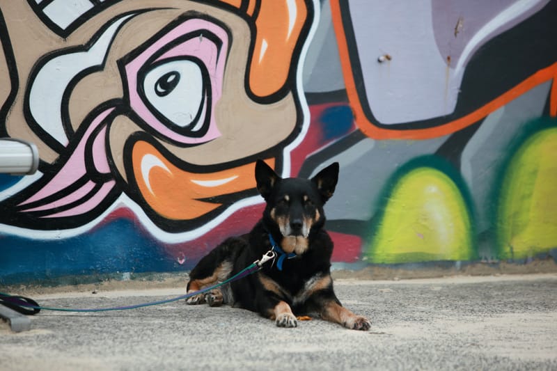 Banlieue de Sydney : Bondi Beach, Mainly, falaises de Vaucluse