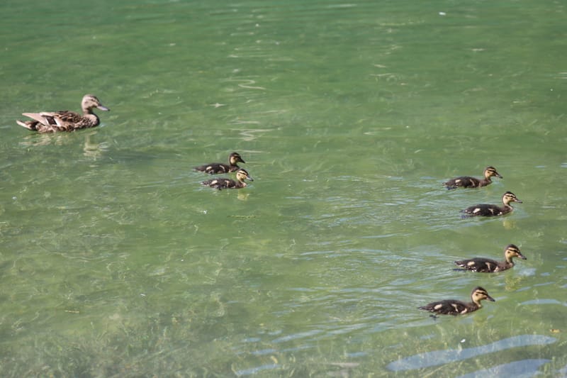 13. ITALIE 4 : Dolomites 3, Lago di Dobbiaco, Andorno, Tré Cimé de Lavaredo, Lago di Braies (Cortina2)