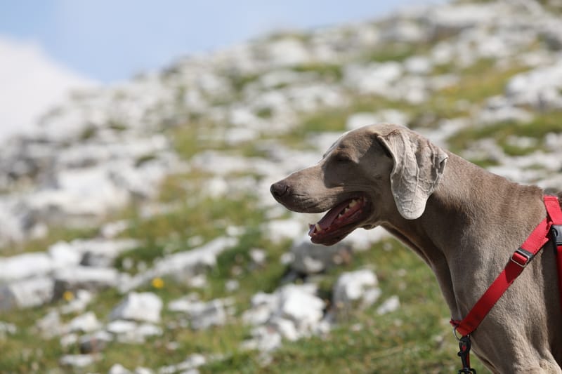 14. ITALIE 5 : Dolomites 4, les Cinque Torri (di Averau)