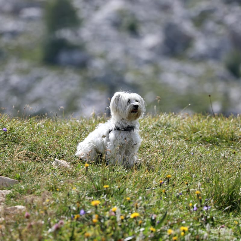 14. ITALIE 5 : Dolomites 4, les Cinque Torri (di Averau)