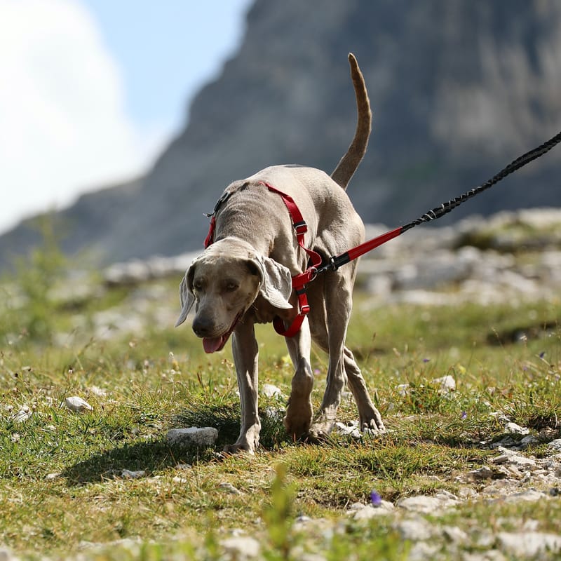 14. ITALIE 5 : Dolomites 4, les Cinque Torri (di Averau)