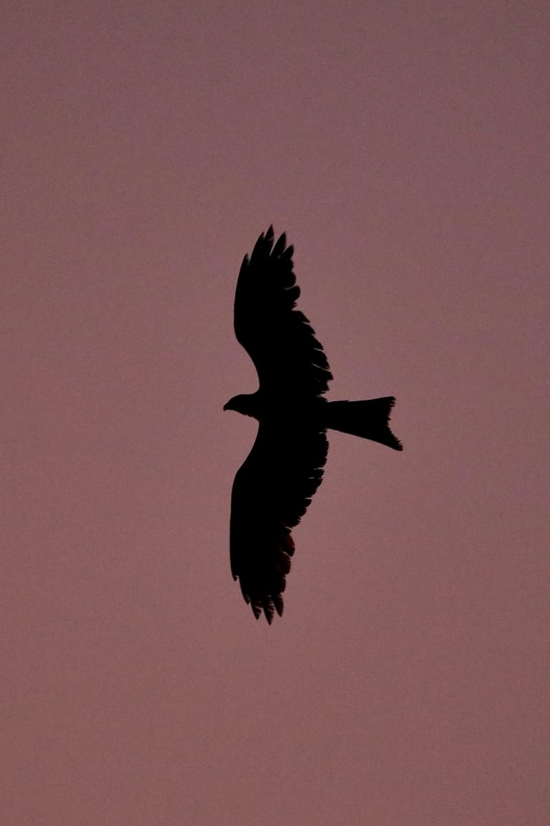 2. DAKAR 2 : Le port, les pêcheurs, le littoral atlantique et ses oiseaux