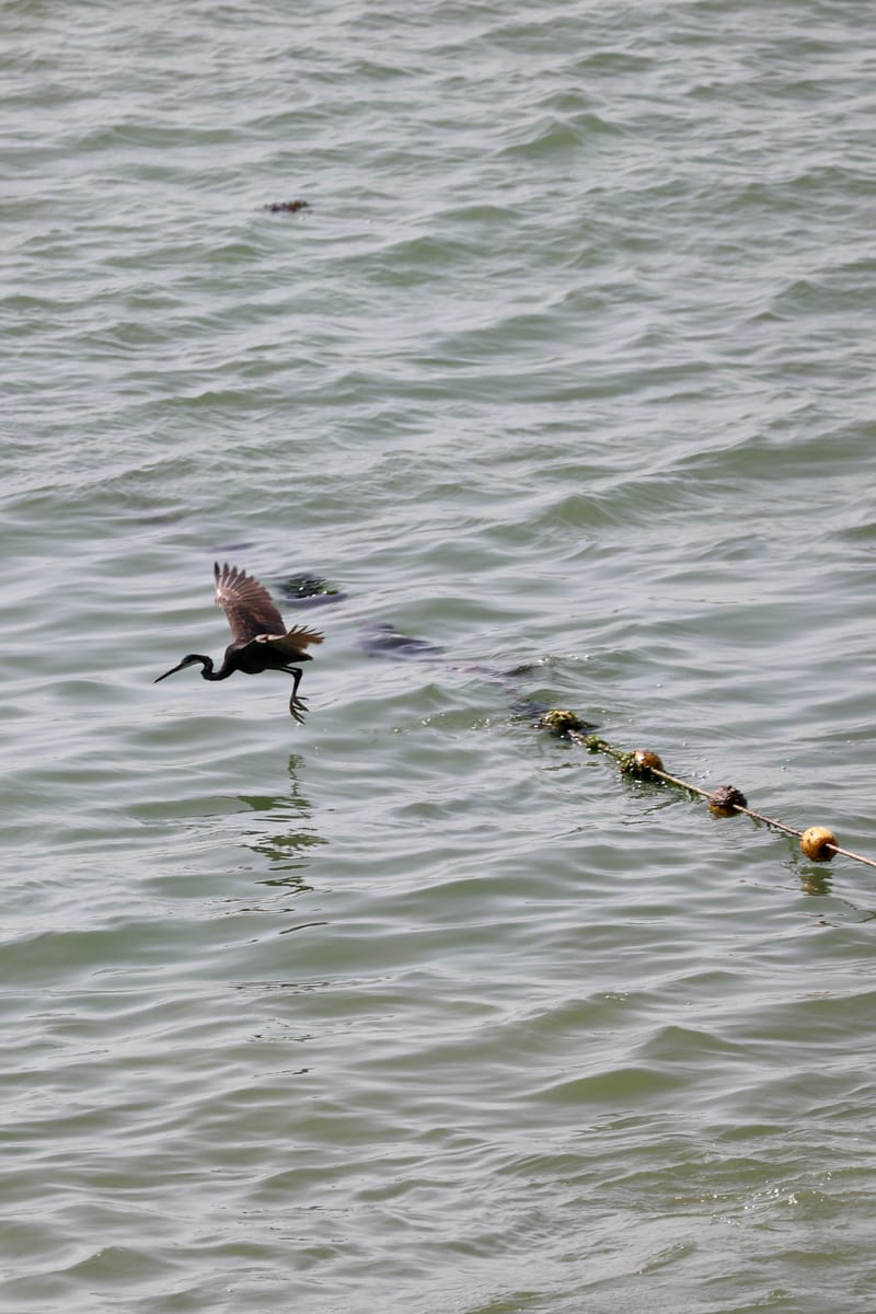 2. DAKAR 2 : Le port, les pêcheurs, le littoral atlantique et ses oiseaux