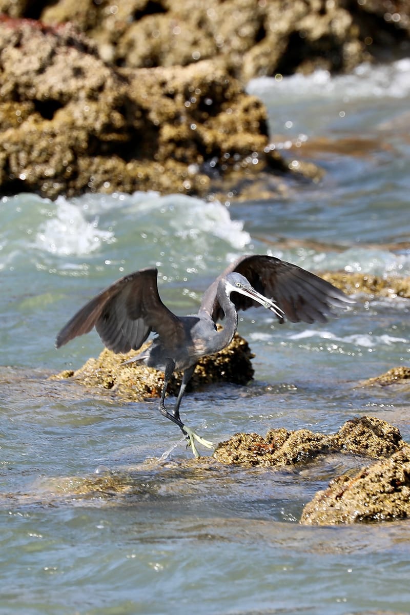 2. DAKAR 2 : Le port, les pêcheurs, le littoral atlantique et ses oiseaux