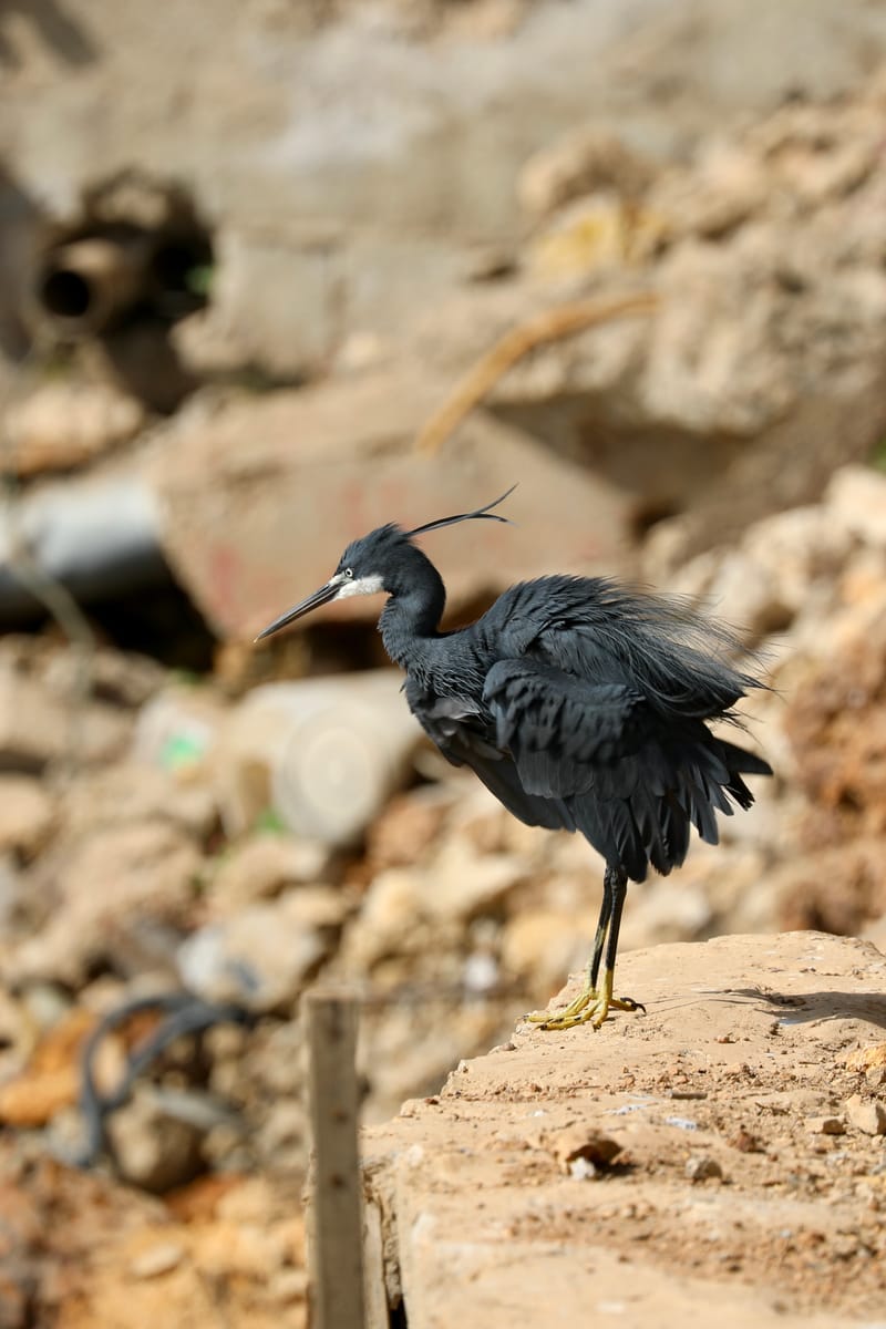 2. DAKAR 2 : Le port, les pêcheurs, le littoral atlantique et ses oiseaux