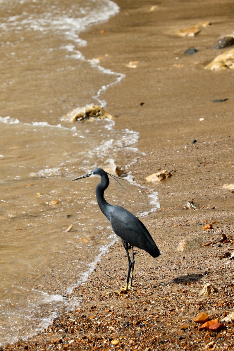 2. DAKAR 2 : Le port, les pêcheurs, le littoral atlantique et ses oiseaux
