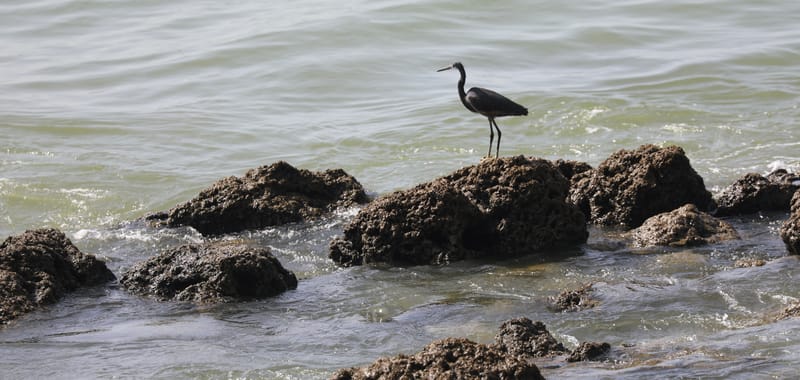 2. DAKAR 2 : Le port, les pêcheurs, le littoral atlantique et ses oiseaux