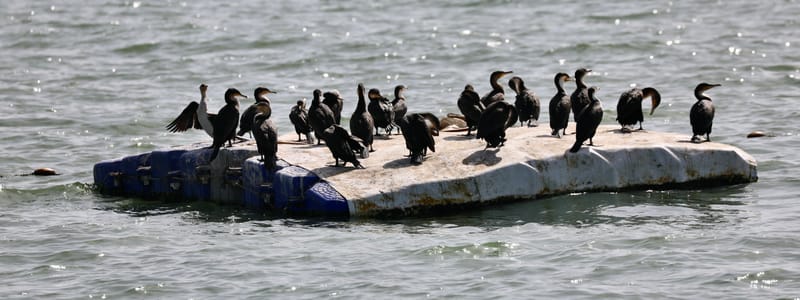 2. DAKAR 2 : Le port, les pêcheurs, le littoral atlantique et ses oiseaux