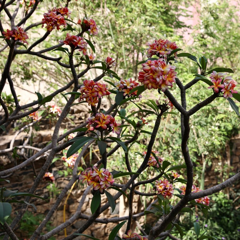 4. DAKAR 4 : l'île de Gorée, aux racines de l'esclavage