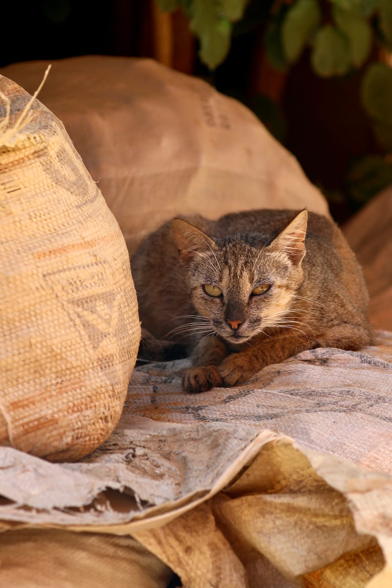 4. DAKAR 4 : l'île de Gorée, aux racines de l'esclavage