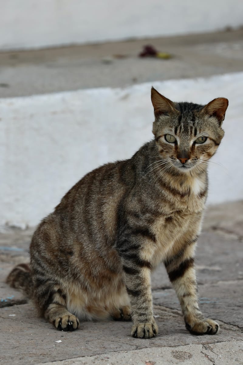 4. DAKAR 4 : l'île de Gorée, aux racines de l'esclavage